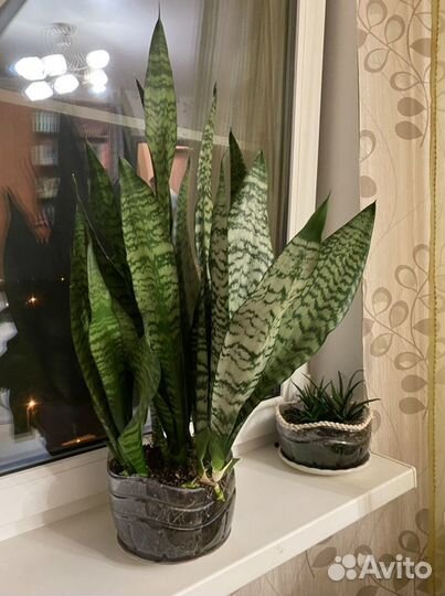 Сансевиерия. Щучий хвост