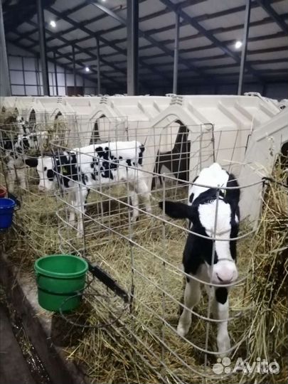 Бычки на откорм