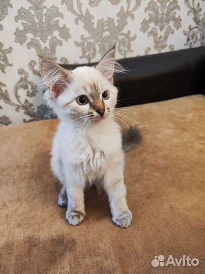 Отдаем котят в добрые руки