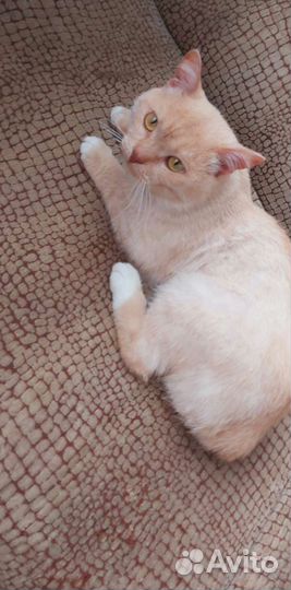 Кот в дар персиковый