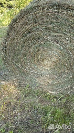 Сено в тюках