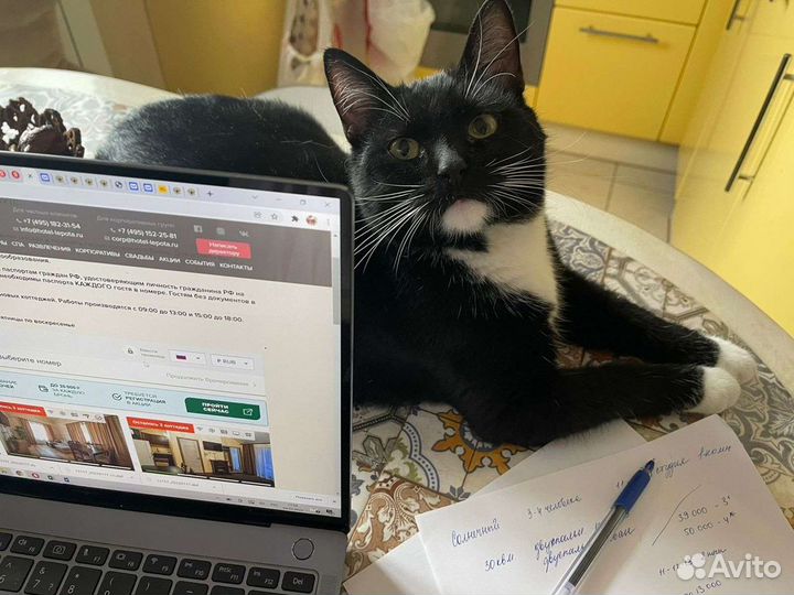 Кот Маркиз, 10 месяцев