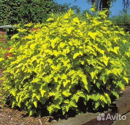 Ива, пузыреплодник, гортензия и спирея