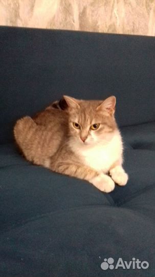 Отдам кошку в добрые руки