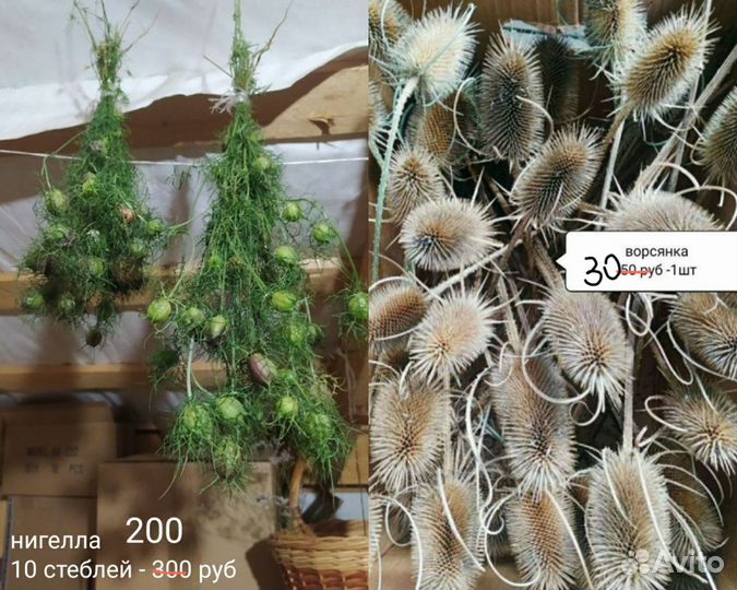 Сухоцветы для декора, творчества