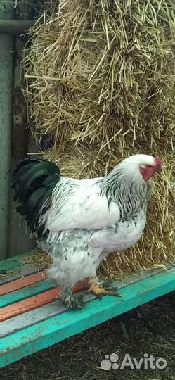 Петухи помесь Брама/Джерсийский гигант