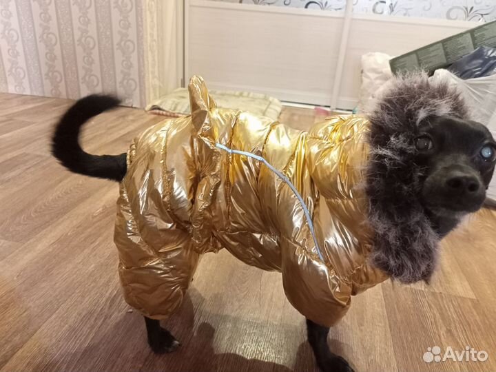 Одежда для собак