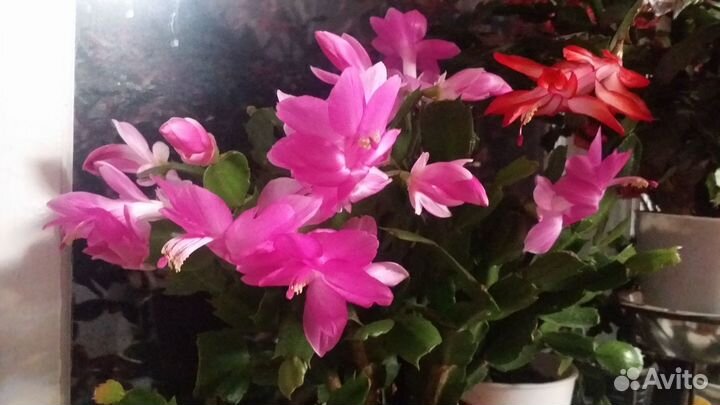 Декабрист шлюмбергера