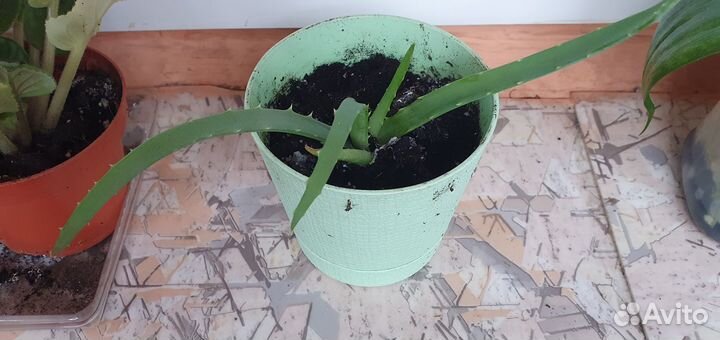 Продам цветы комнатные