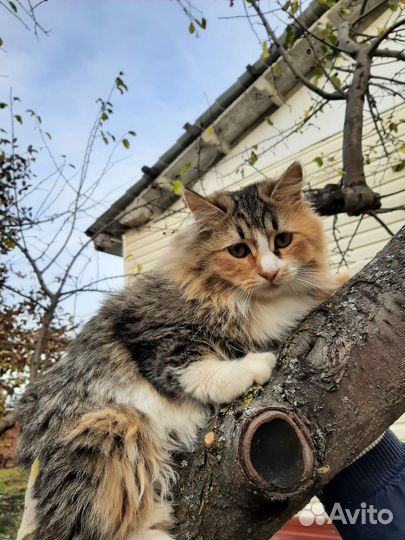 Ласковая красавица в добрые руки