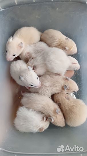 Сирийские хомяки