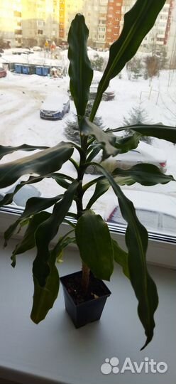 Пальма юкка драцена ширмоносная