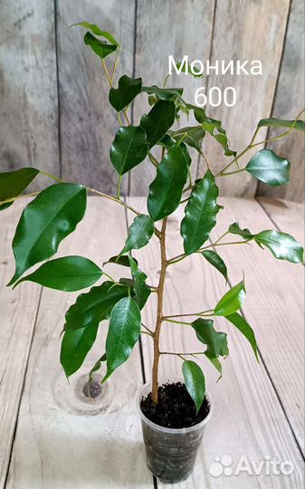 Фикусы подростки почтой