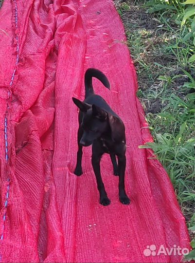 Щенки в добрые руки