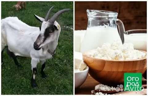 Козье молоко