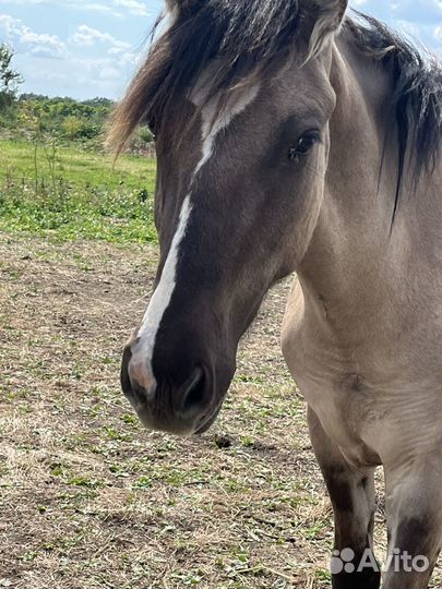 Чистопородный жеребчик