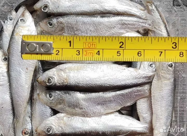 Тюлька охлажденная/замороженная для рыбалки