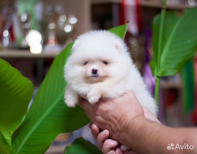 Померанский шпиц