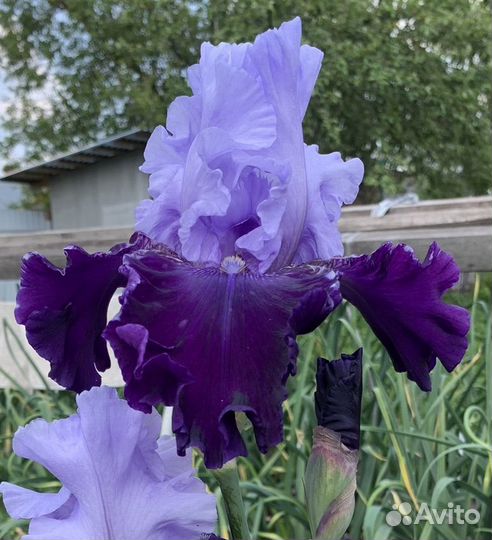 Ирисы бородатые