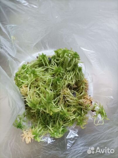 Мох сфагнум живой