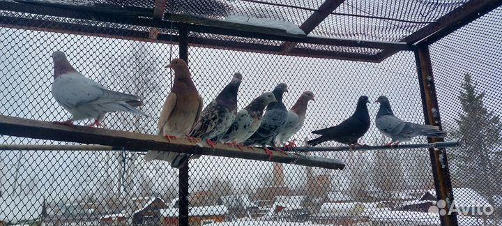Голуби