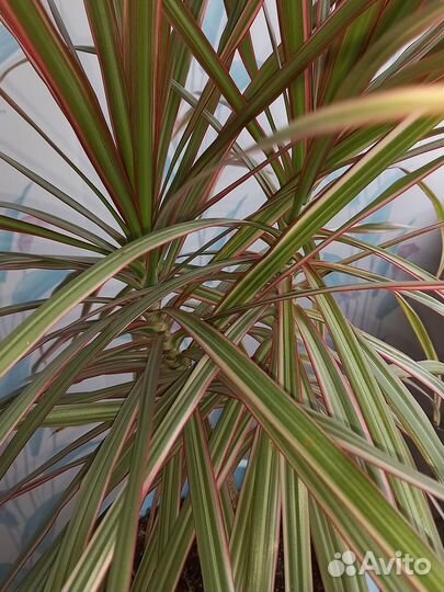 Комнатные растения Драцена