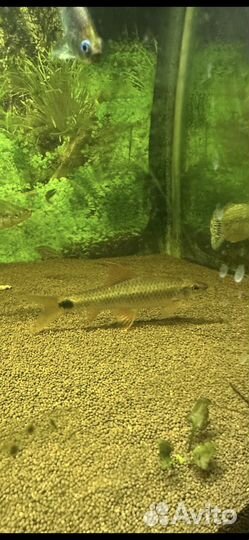 Аквариумные рыбки