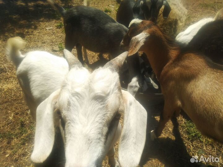 Козлята