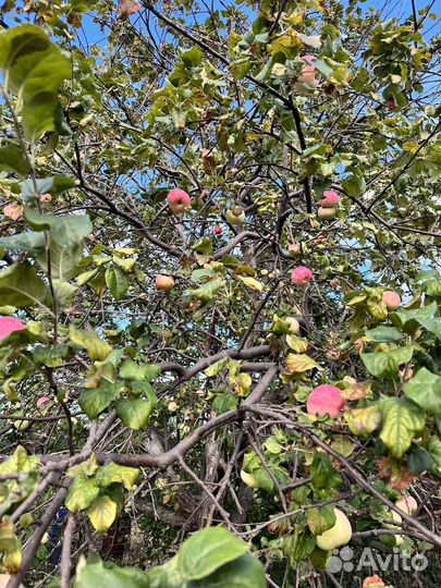 Яблоки 50 р кг