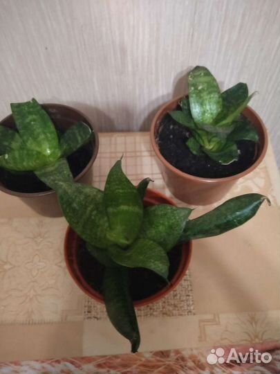 Сансевиерия (тещин язык)