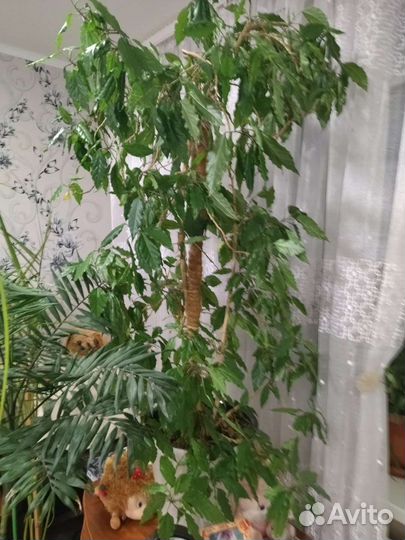 Цветы для офиса