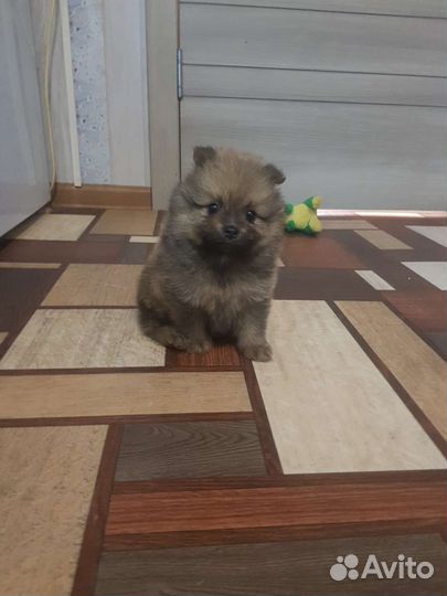 Померанский шпиц