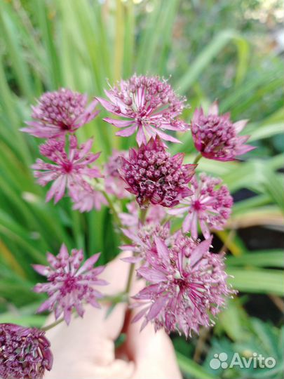 Семена многолетних цветов