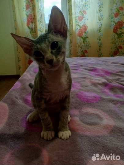 Донской сфинкс котёнок