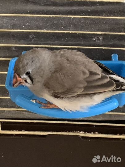 Зебровые амадины