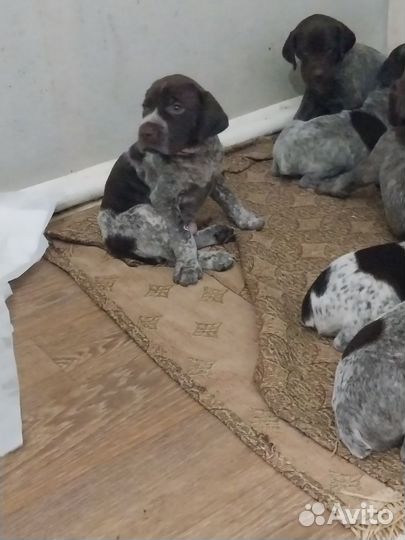 Щенки курцхаара