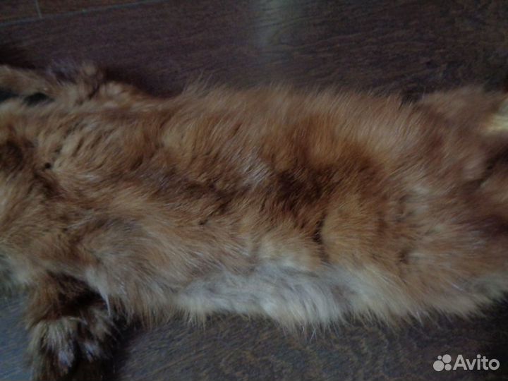 Шкурка куницы