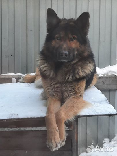 Кобель на вязку