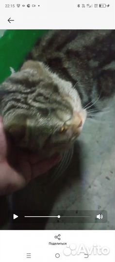 Кошки в добрые руки