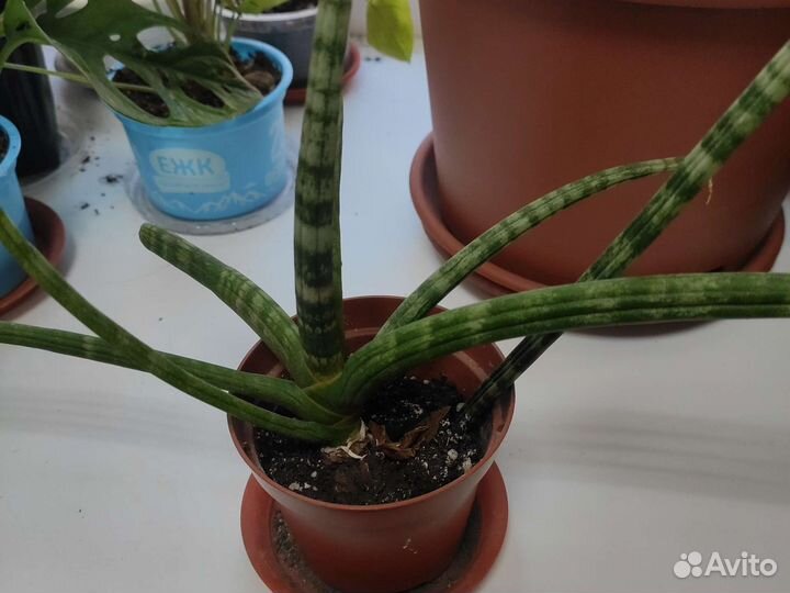 Сансевиерия цилиндрика