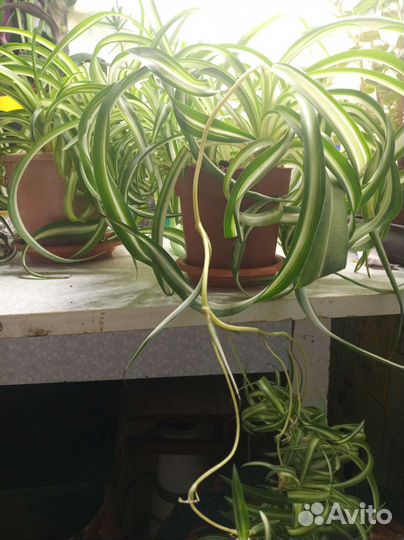 Хлорофитум бонни кудрявый кучерявый