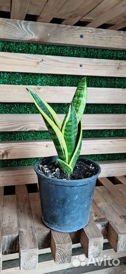 Сансевиерия