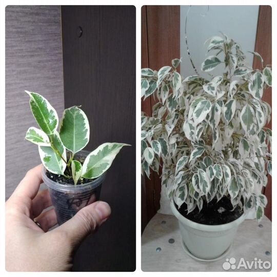 Сортовые фикусы часть 1