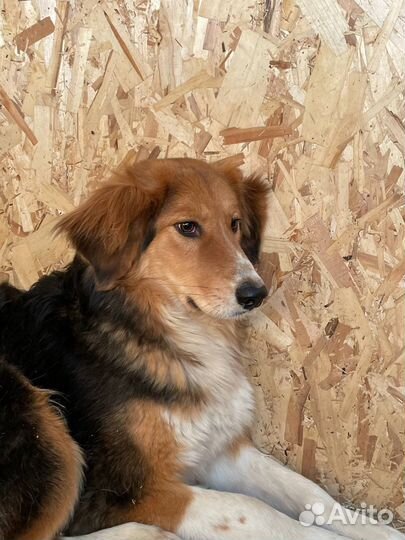 Собаки из приюта Некрасовка