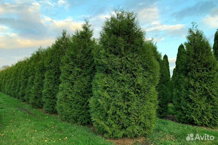 Туи зеленые