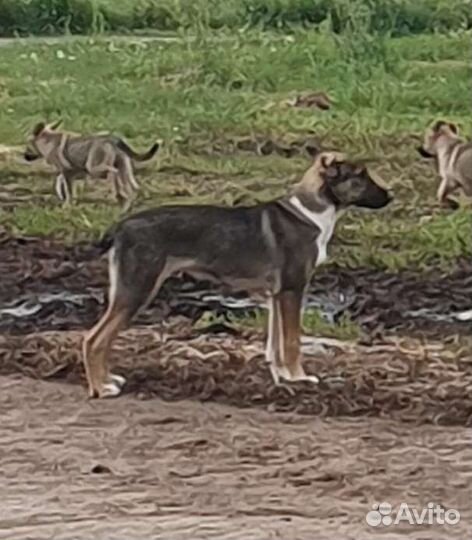 Щенки. В добрые руки. Sos