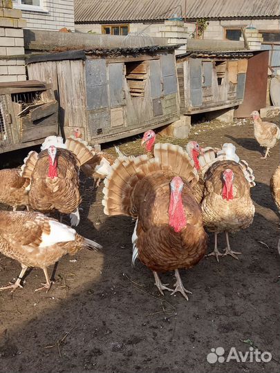 Индюки домашние