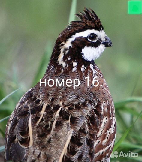 Вергинский перепел, яйцо белое.+18 пород. москва