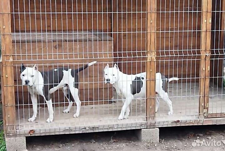 Щенки питбуля