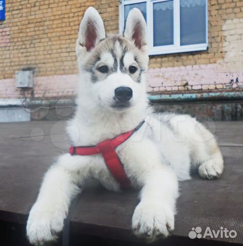 Вязка Сибирский Хаски